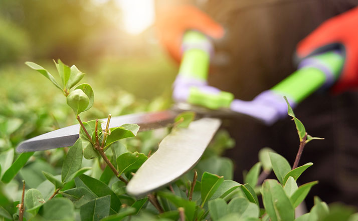 Who Is Responsible for Strata Garden Maintenance?